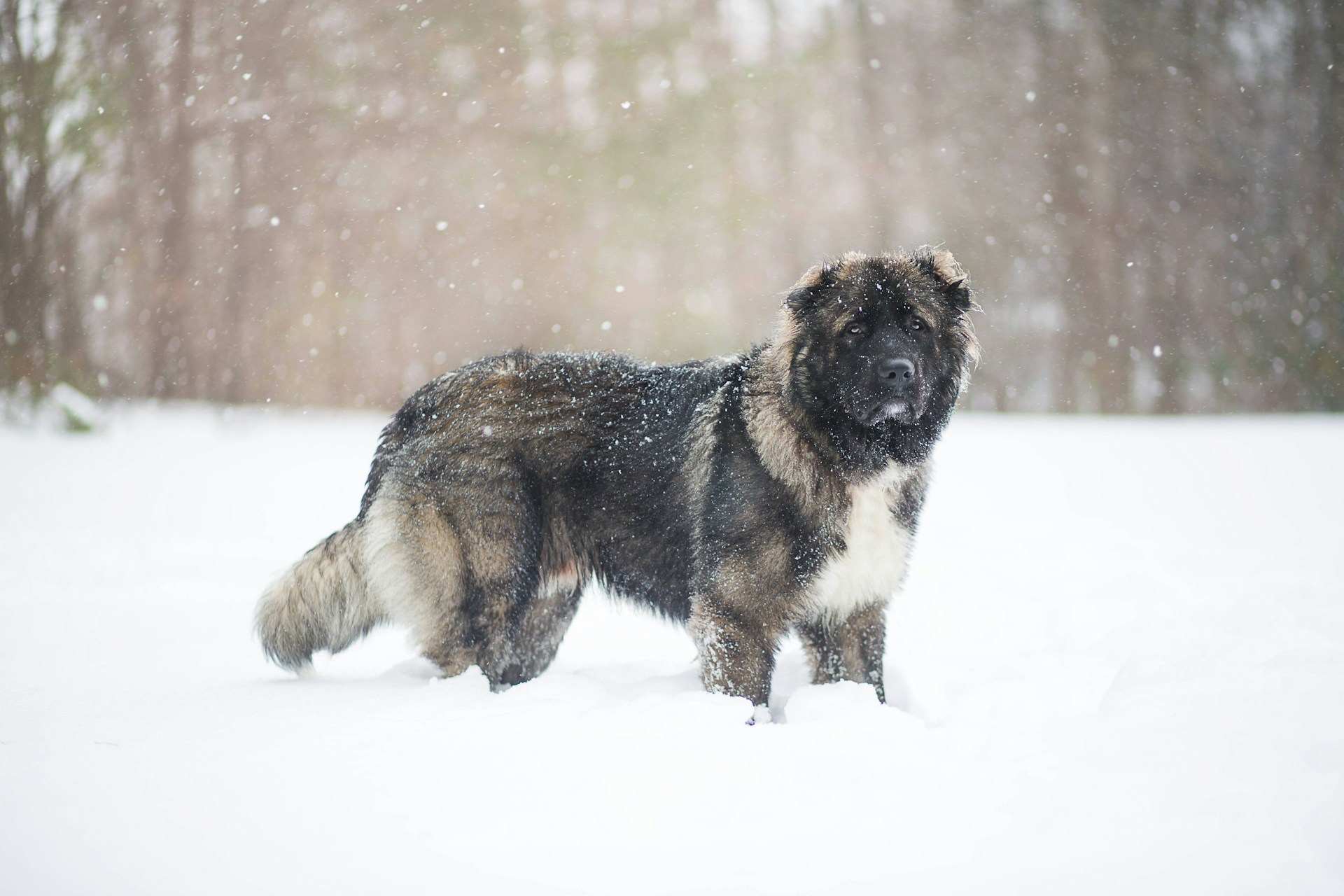 leonberger