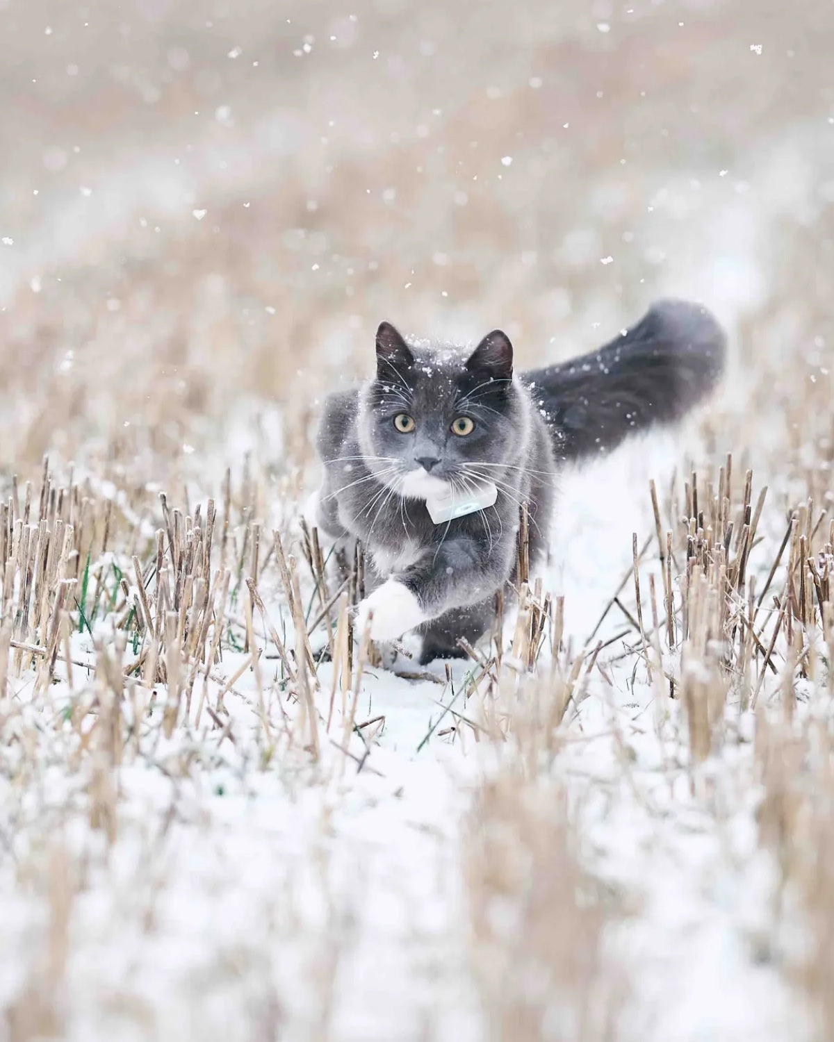 katt utforsker med GPS