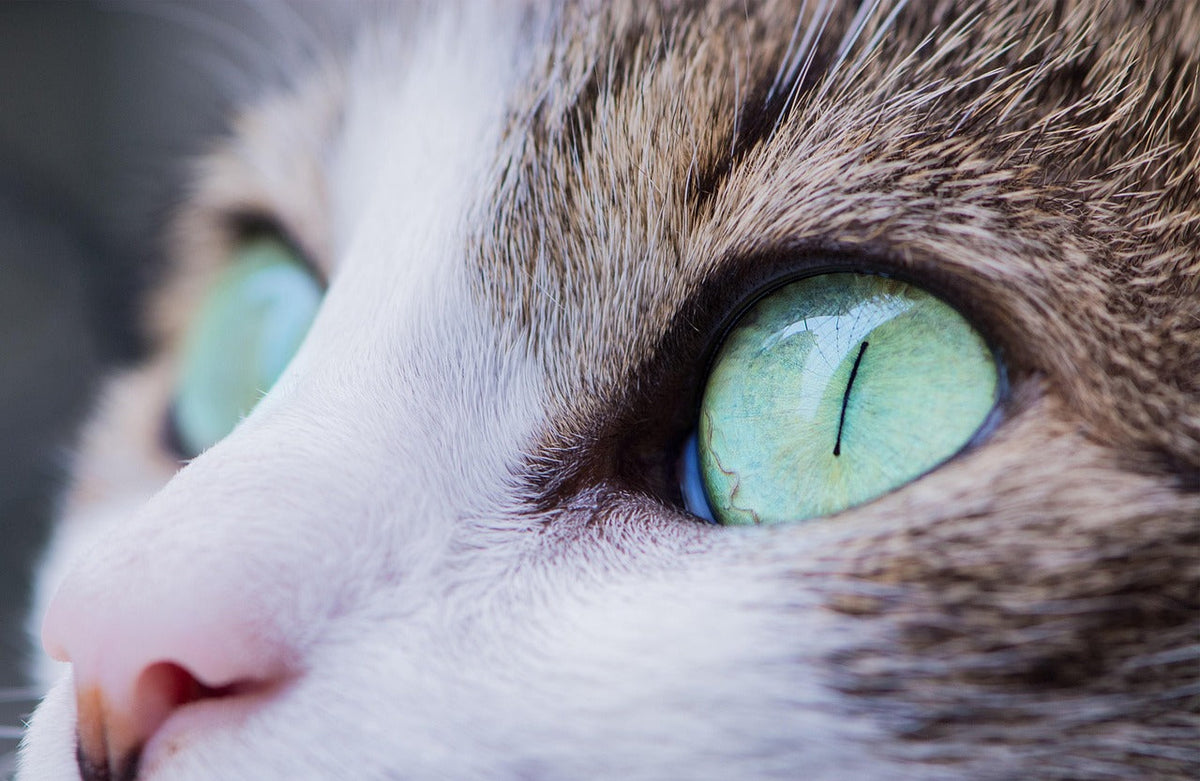 Kan man spore en katt med mikrochip? Slik fungerer kattens ID-chip