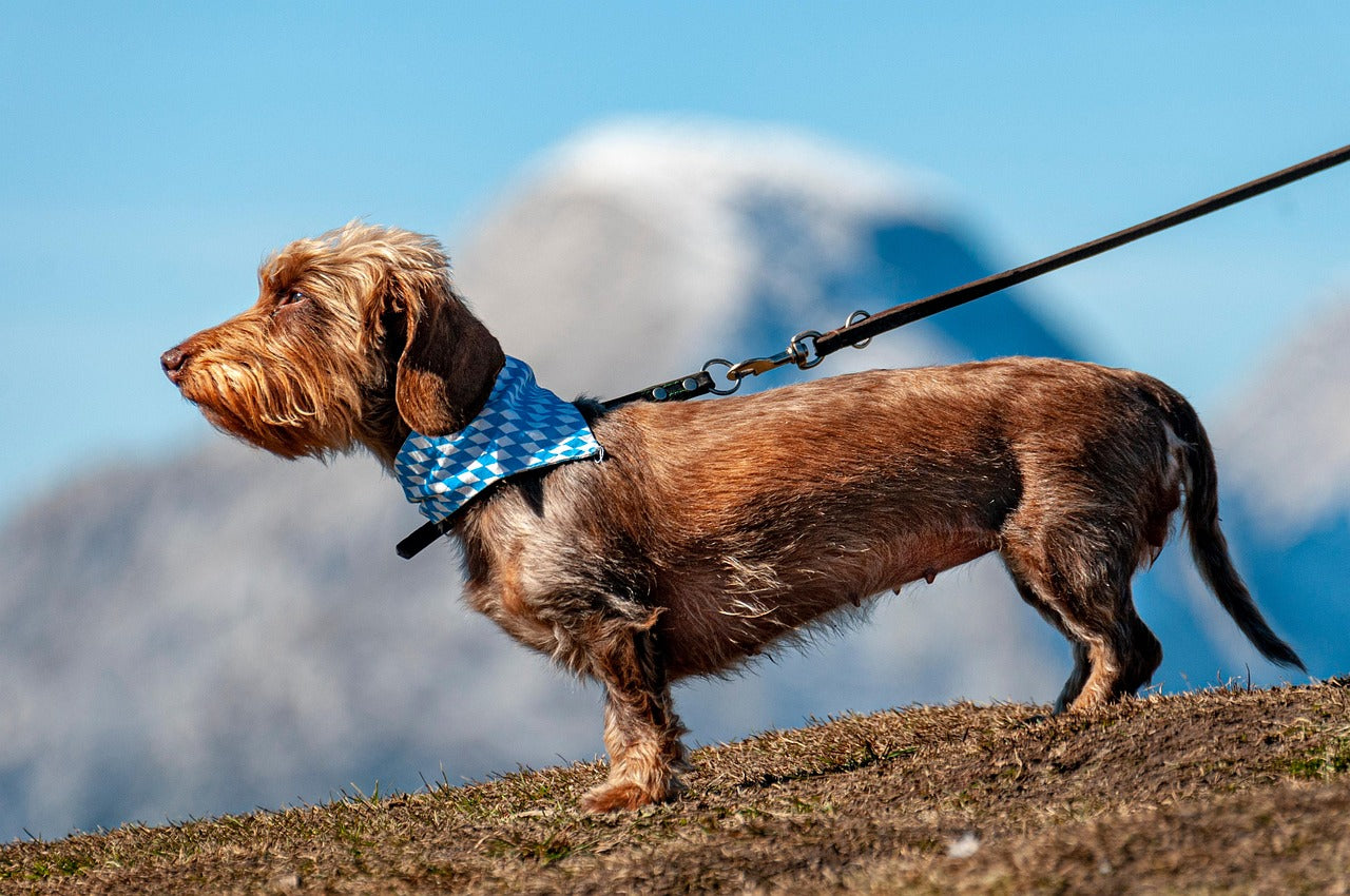 hund i båndtvang uten GPS til hund
