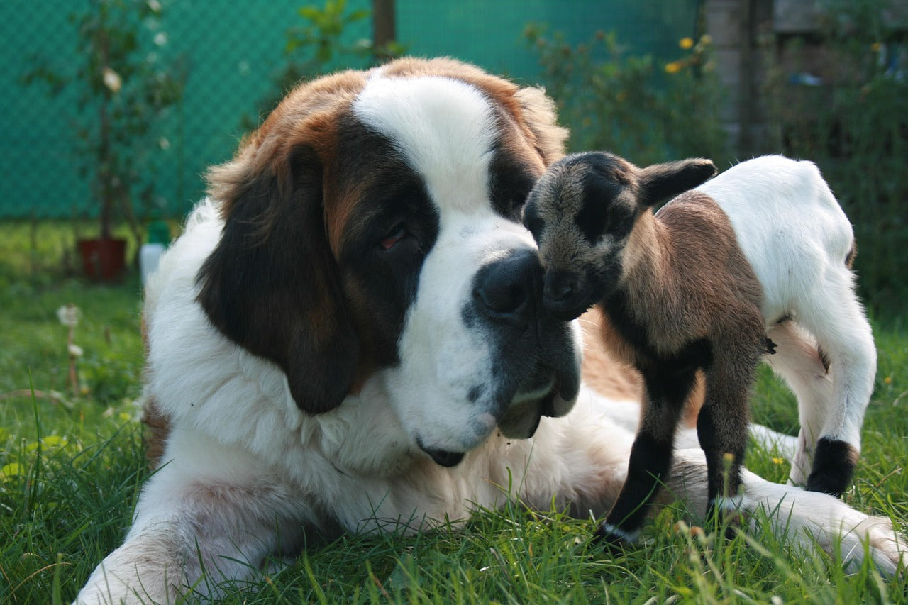 saint bernard