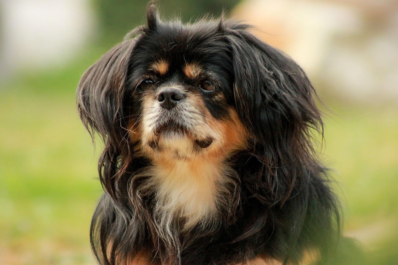 Tibetansk Spaniel