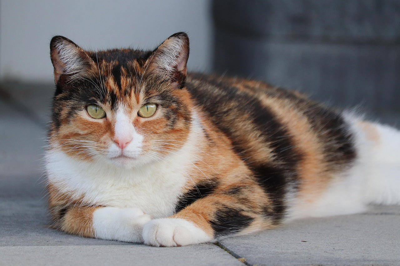 Tricolor-katt