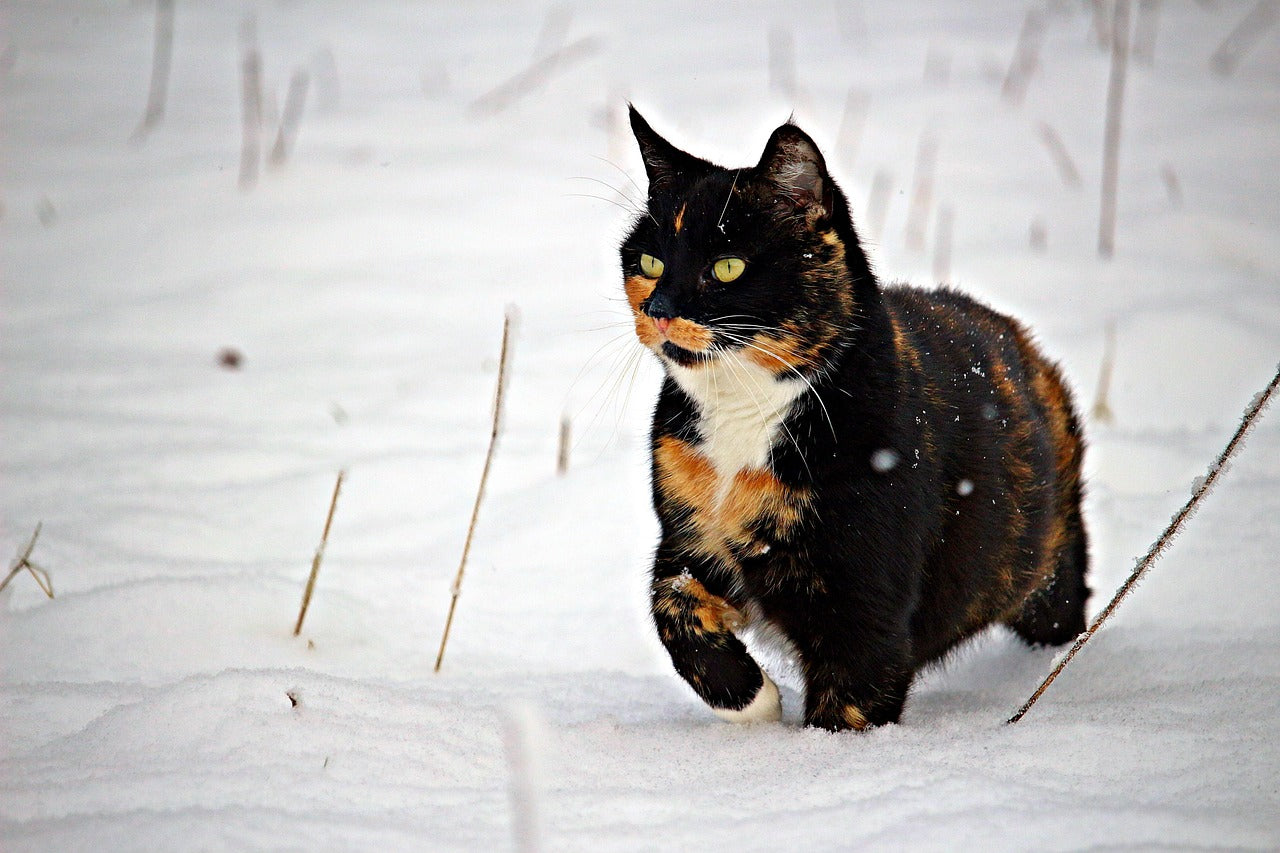 trocolor-cat calico