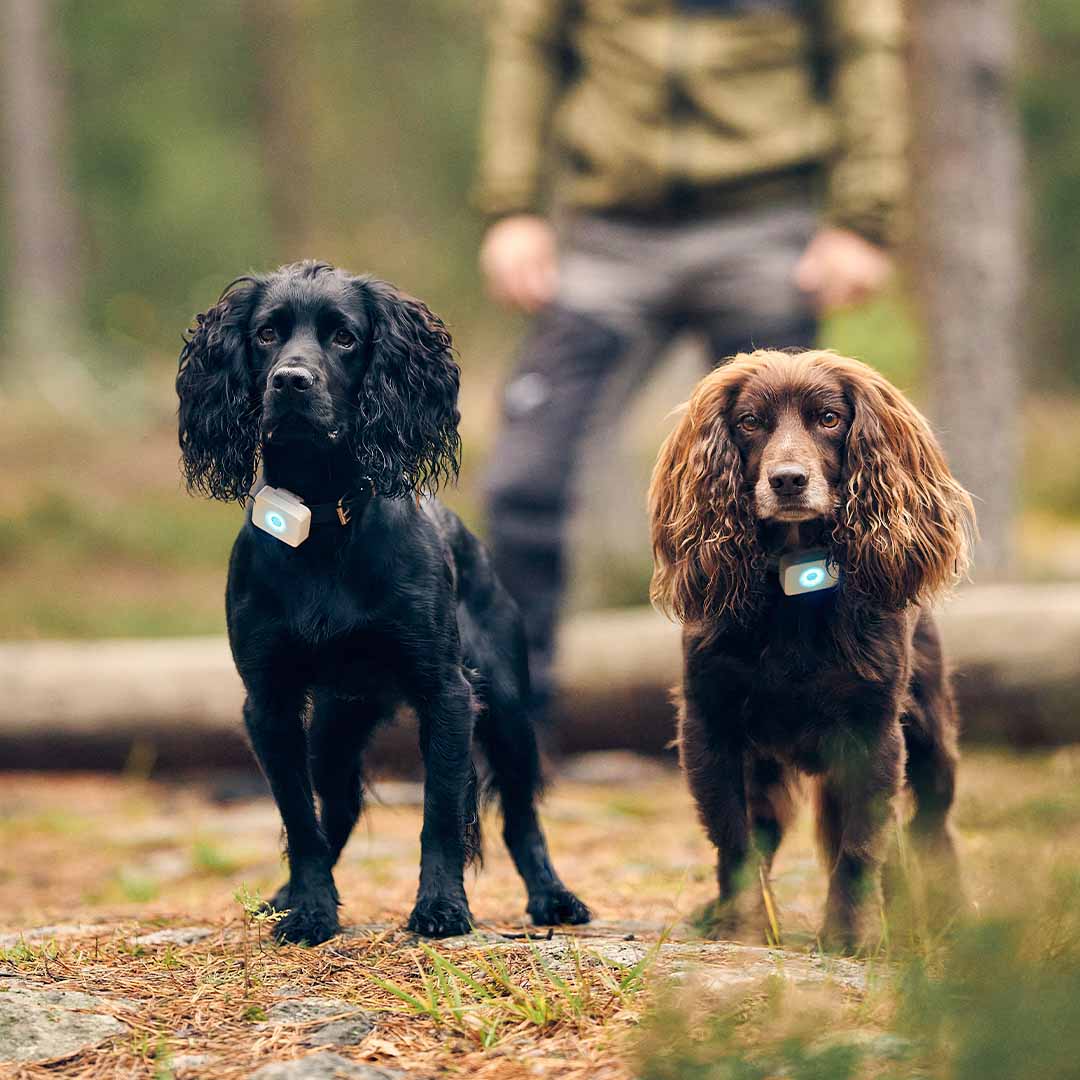 Hunder med GPS-tracker