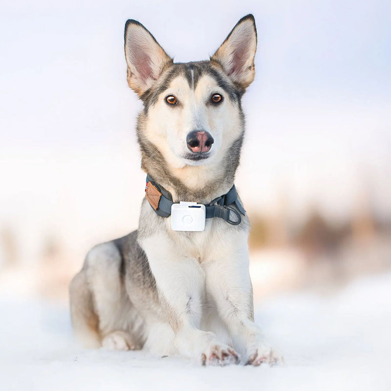 Husky med Lildog 