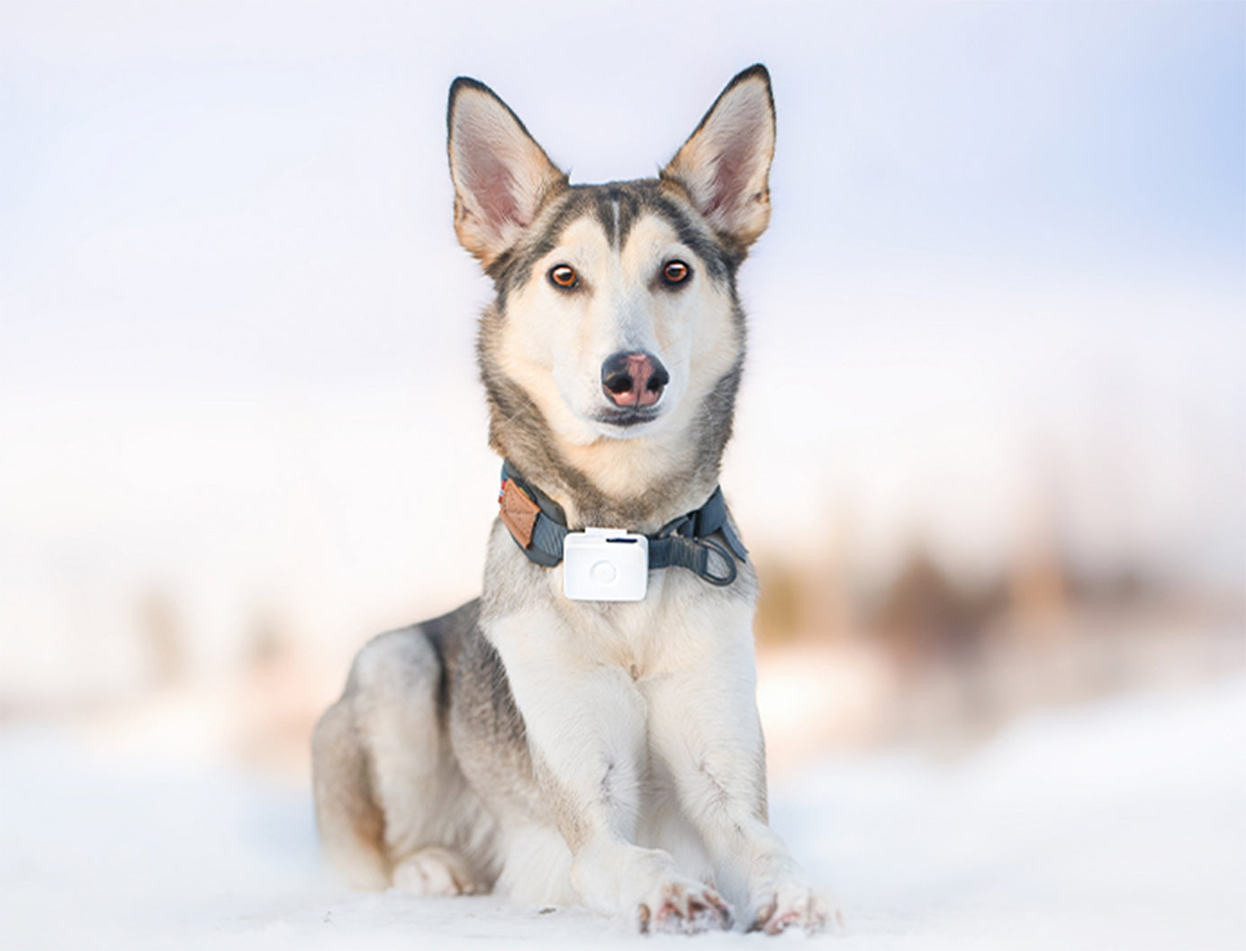 Husky