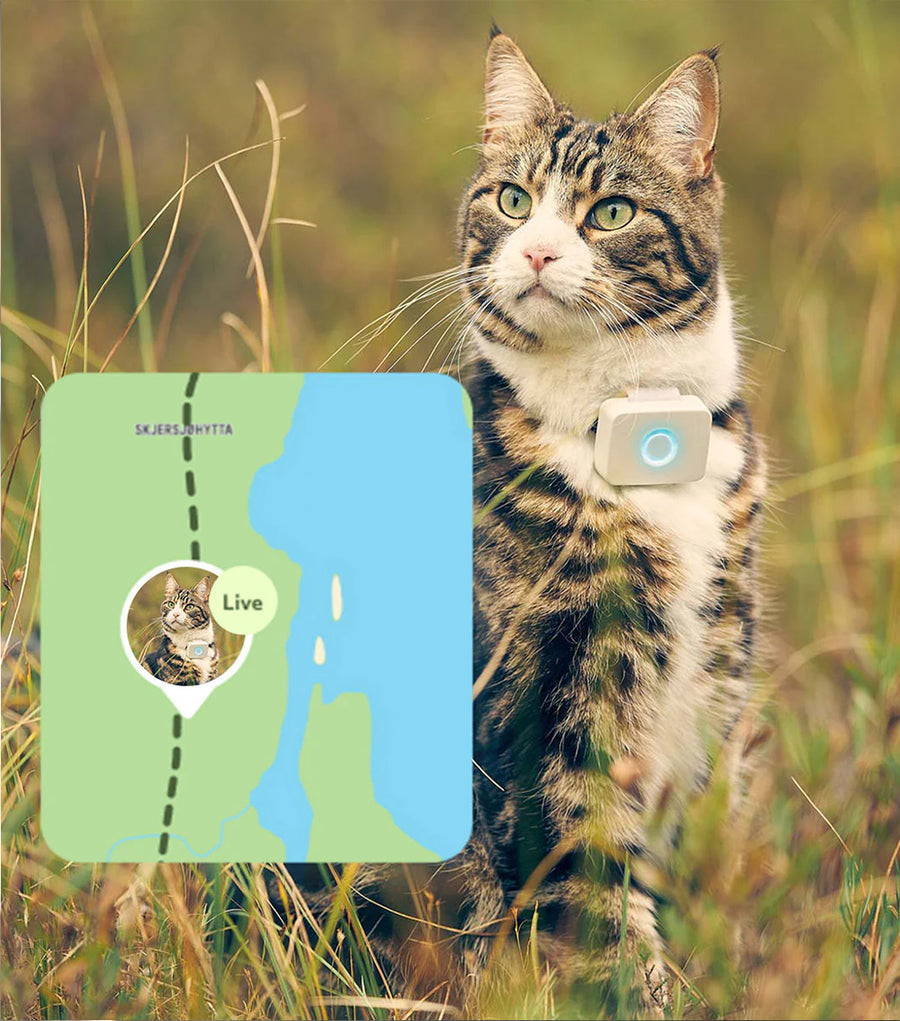 Lildog – GPS tracker and activity tracking device for dogs and cats