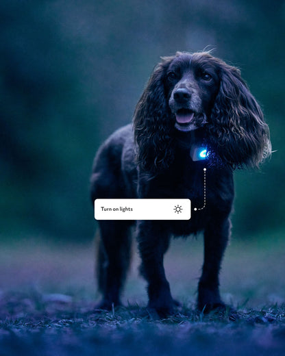 Lildog 2 GPS-Tracker für Hunde