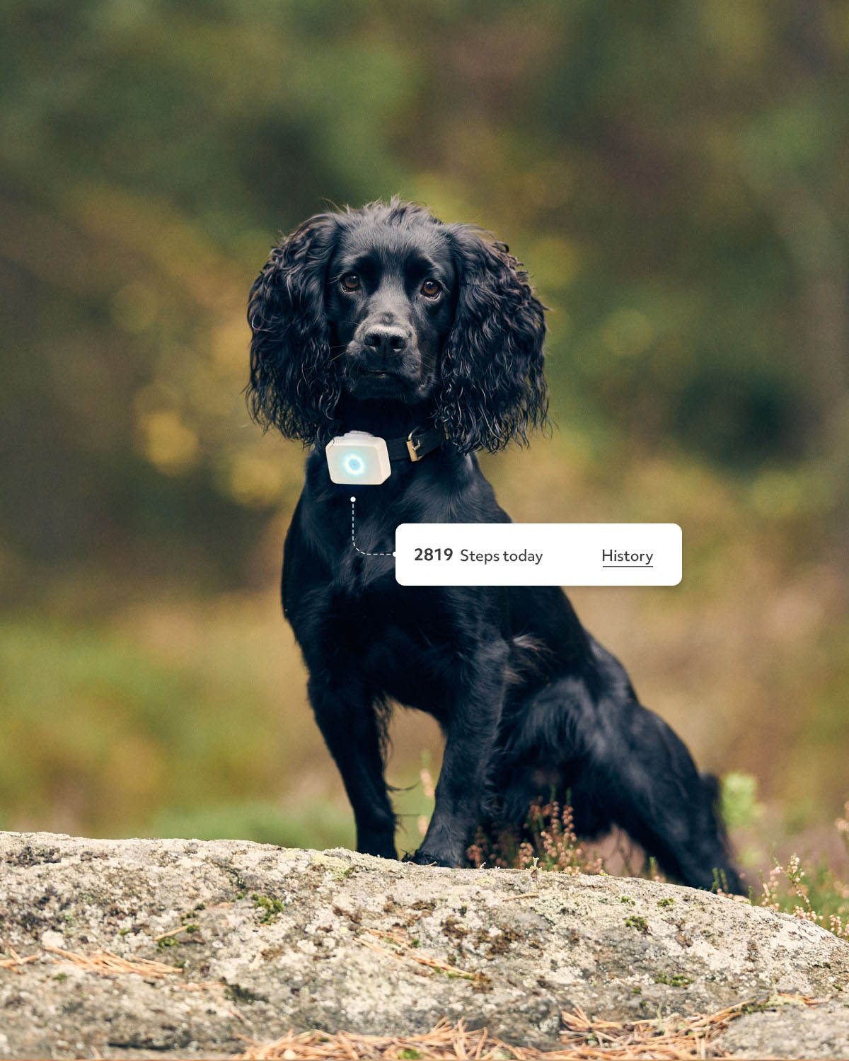 Lildog 2 GPS-Tracker für Hunde