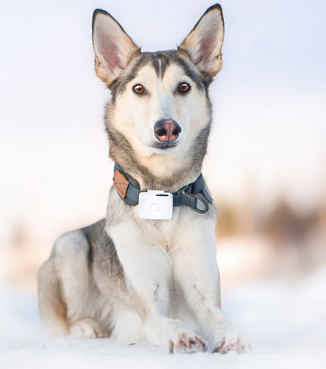 Lildog 2 GPS-tracker til hund